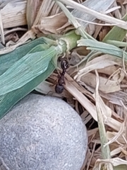 Tetramorium