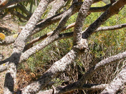 Euphorbia atropurpurea image