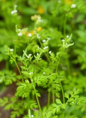 Chaerophyllum tainturieri dasycarpum