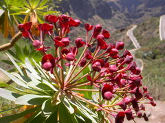 Euphorbia atropurpurea image