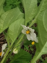 Solanum adscendens