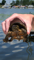 Sternotherus