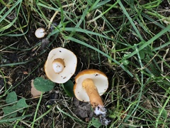 Gyroporus castaneus