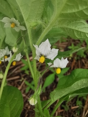 Solanum adscendens