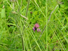 Daucus carota gummifer