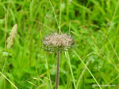 Daucus carota gummifer
