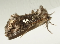 Syngrapha alias