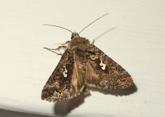 Syngrapha alias