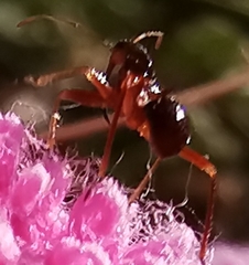 Myrmecoris gracilis