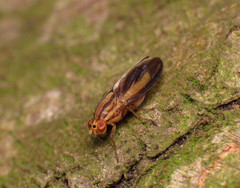 Peplomyza