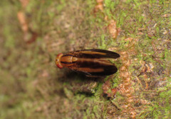 Peplomyza