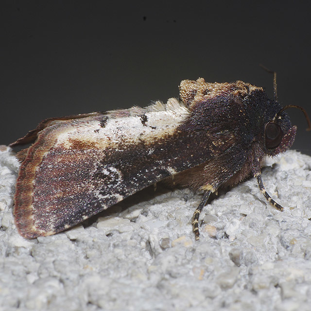 Barrens Moth