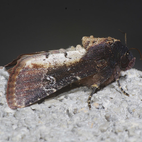 Barrens Moth