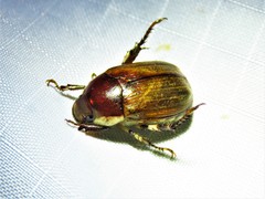 Callistethus marginatus