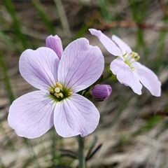 Cardamine polemonioides