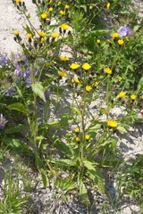 Picris japonica kamtschatica