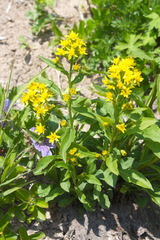 Solidago cuprea