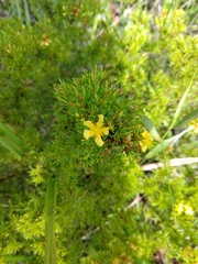 Hypericum brachyphyllum