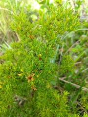 Hypericum brachyphyllum