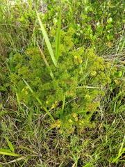 Hypericum brachyphyllum