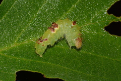 Acronicta hamamelis