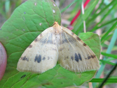 Macaria ribearia