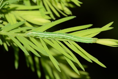 Cutina distincta