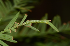 Cutina distincta