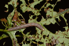 Timandra amaturaria