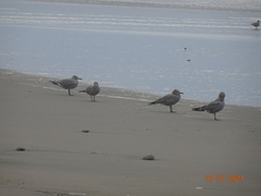 Leucophaeus modestus