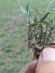 Digitaria longiflora