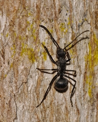 Polyrhachis militaris