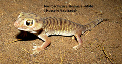 Teratoscincus sistanense