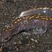 Santa Cruz Long-toed Salamander - Photo (c) Zach Lim, some rights reserved (CC BY-NC), uploaded by Zach Lim