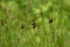 Scirpus atrovirens
