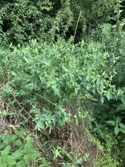 Euphorbia lathyris