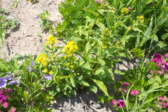 Solidago cuprea