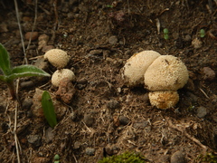 Lycoperdon