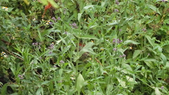 Verbena incompta