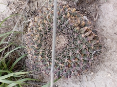 Mammillaria meiacantha