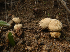 Lycoperdon