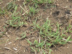 Digitaria longiflora