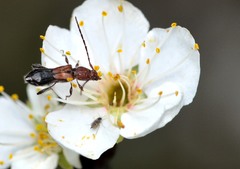 Molorchus bimaculatus semiustus
