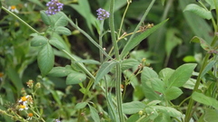 Verbena incompta