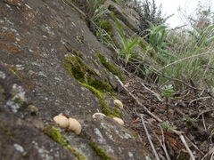 Lycoperdon