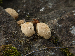 Lycoperdon