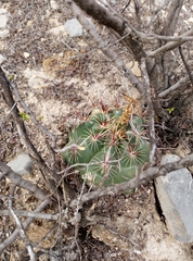 Thelocactus bicolor bicolor
