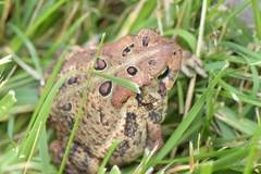Anaxyrus americanus