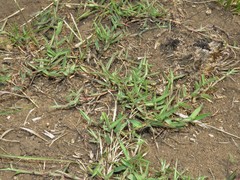 Digitaria longiflora