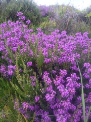 Erica cinerea